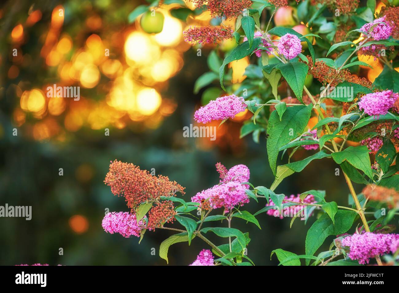 Magnifique rose d'été lilas fleur buisson au coucher du soleil sur un arrière-plan flou de l'espace de copie avec bokeh. Les fleurs sauvages délicates poussent dans le jardin à l'aube Banque D'Images