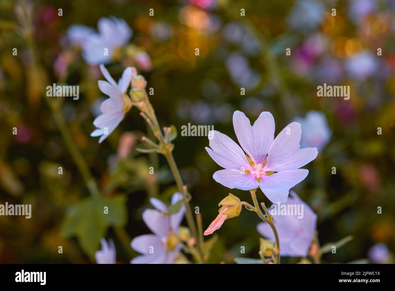 Nénuphars roses poussant dans un jardin en été. Lilium fleurir dans une cour au printemps. De jolies fleurs de nénuphars mauves bourgeonnantes dans un environnement naturel Banque D'Images