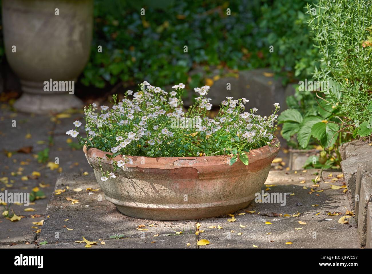 Pansies blanches poussant dans un vase dans un jardin d'arrière-cour en été. De belles plantes fleurissent sur le pavage au printemps en plein air. Petites plantes à fleurs bourgeonnantes Banque D'Images
