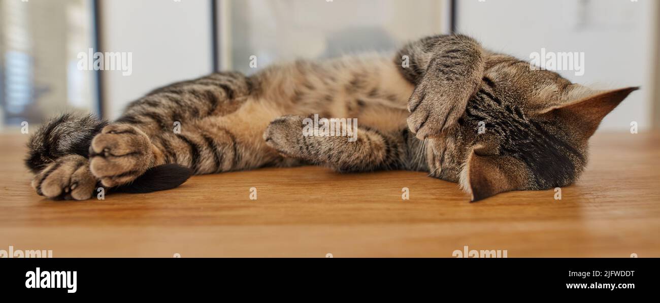 Adorable chat de tabby d'animal de compagnie se sentant amusant, frottant ses yeux, se purant en étant allongé sur le sol en bois à l'intérieur à la maison. Mignon petit animal domestique paresseux félin Banque D'Images
