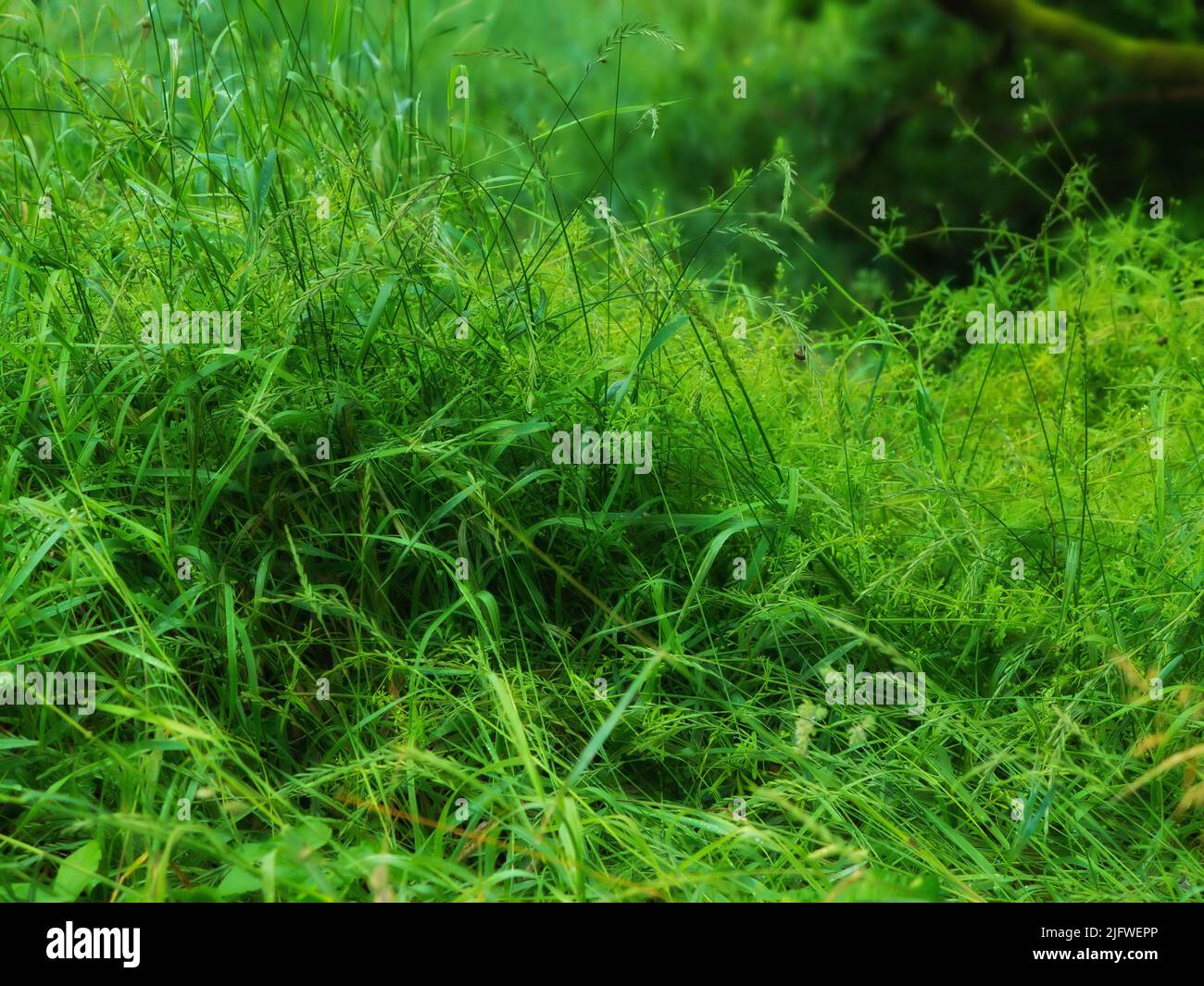Gros plan sur une longue herbe verte avec un bord de mer luxuriant qui pousse dans un jardin ou un marais en été. Une masse de grandes mauvaises herbes dans une forêt. Une pelouse surcultivée dans un Banque D'Images