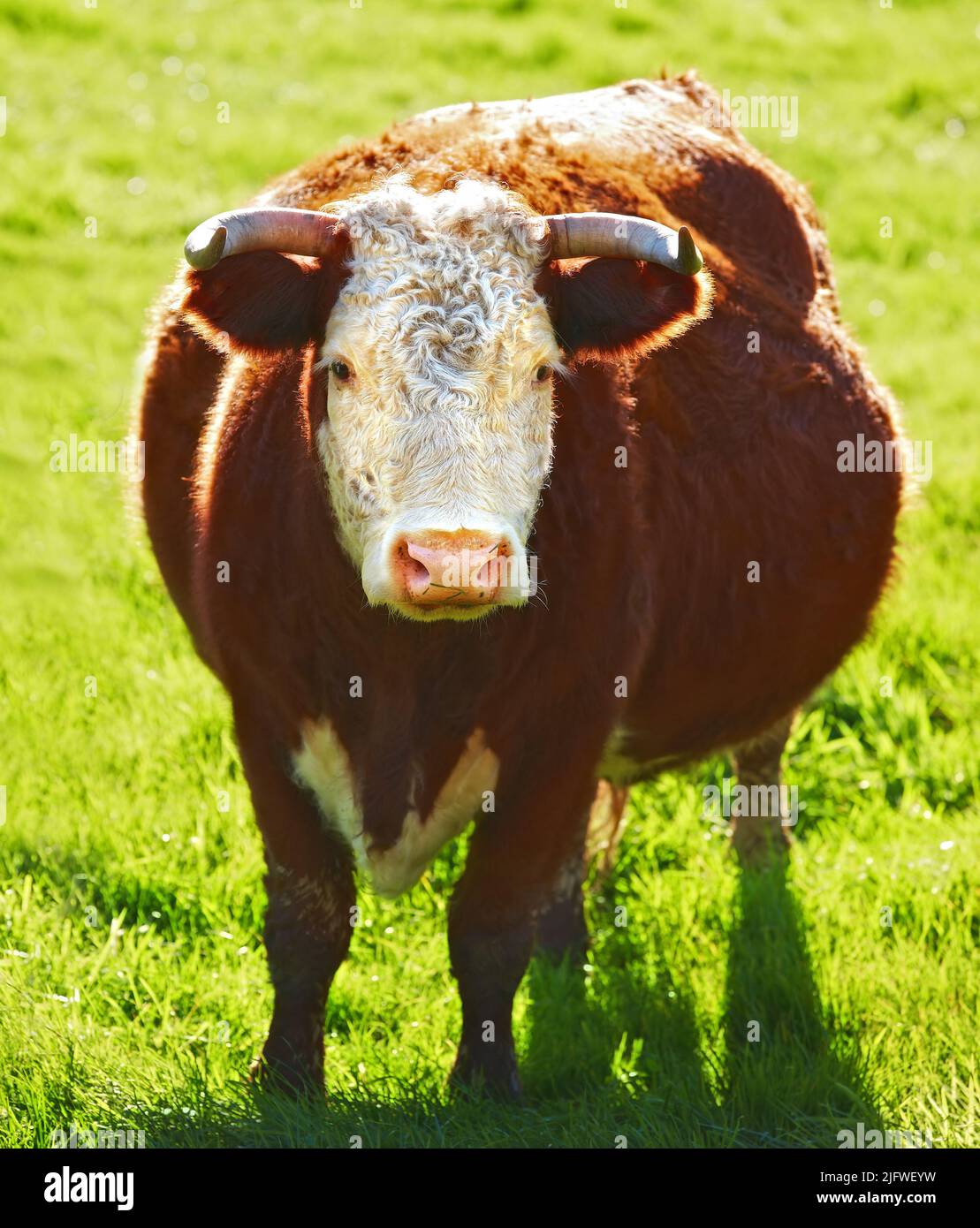 Une vache ou un taureau hereford debout seul sur un pâturage de ferme. Animal poilu isolé contre l'herbe verte sur une terre agricole et une propriété agricole éloignée Banque D'Images