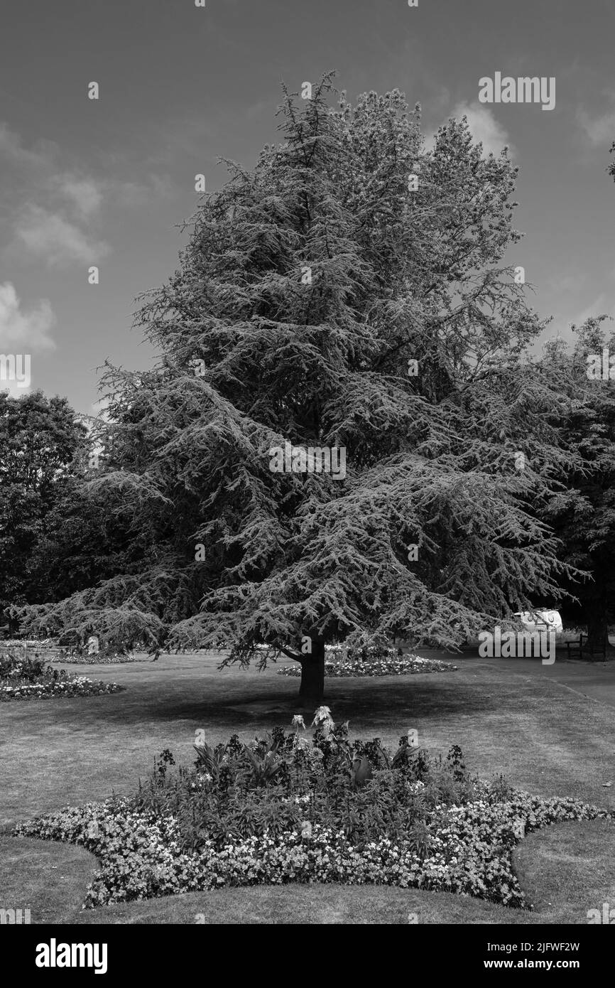 Vue sur le parc Boscawen, Malpas, Truro, Cornouailles Banque D'Images