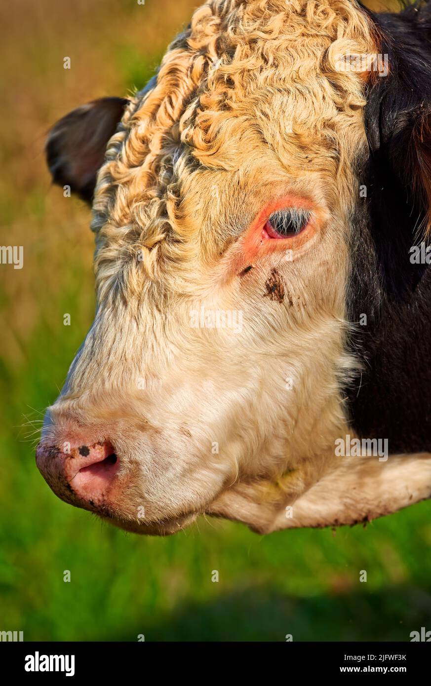 Tête d'une vache sur un terrain vert par une belle journée d'été. Taureau debout sur une ferme de bétail ou un pré luxuriant. Un boeuf blanc et noir seul sur une ferme laitière ou Banque D'Images