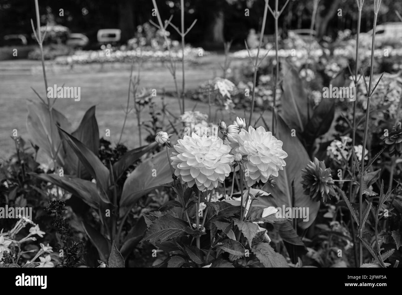 Vue sur le parc Boscawen, Malpas, Truro, Cornouailles Banque D'Images