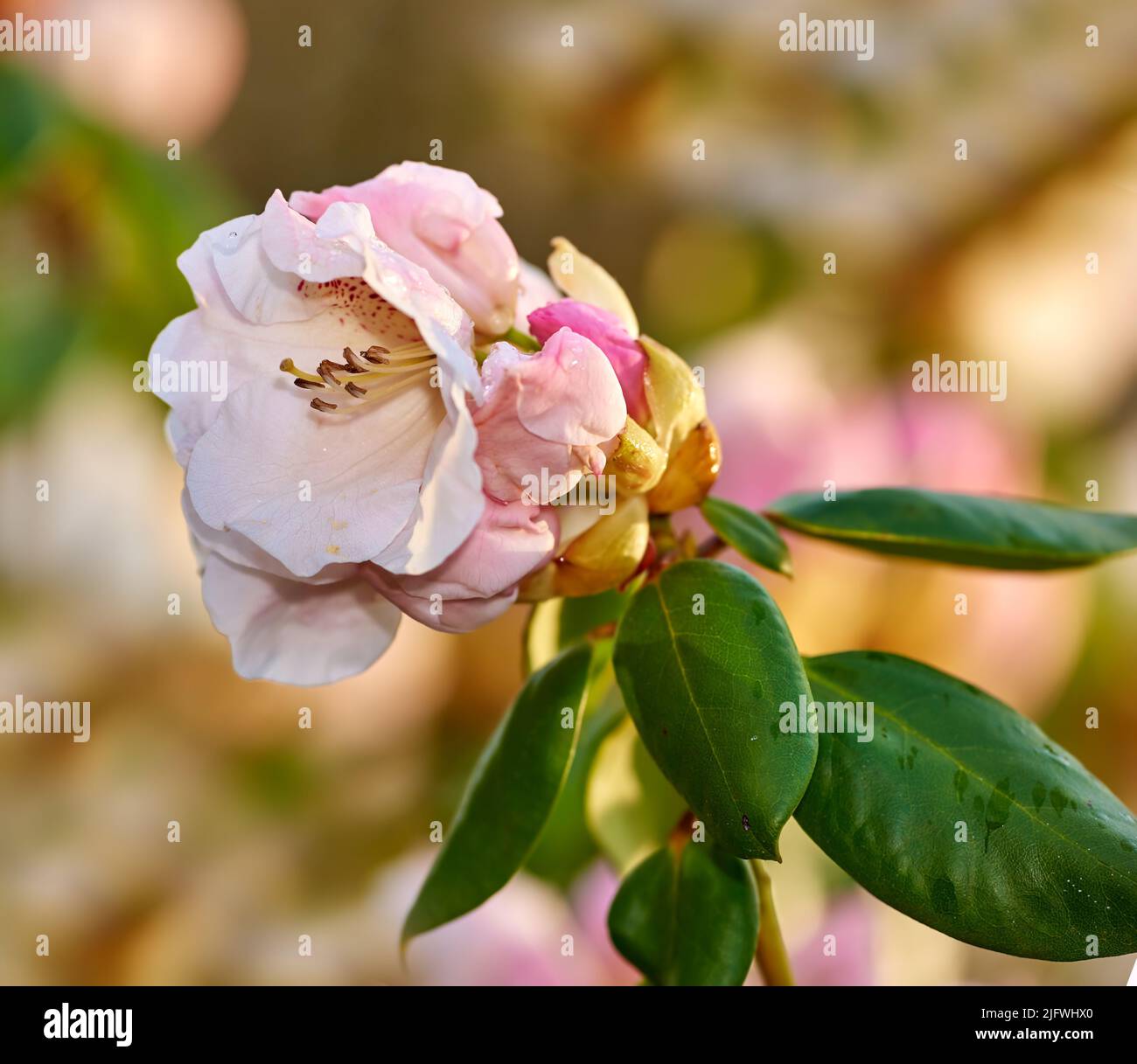 Rhododendron, genre de nombreuses espèces de plantes ligneuses de la famille de la santé. Evergreen ou feuillus, que l'on trouve principalement en Asie, mais aussi dans les Highlands du Sud Banque D'Images