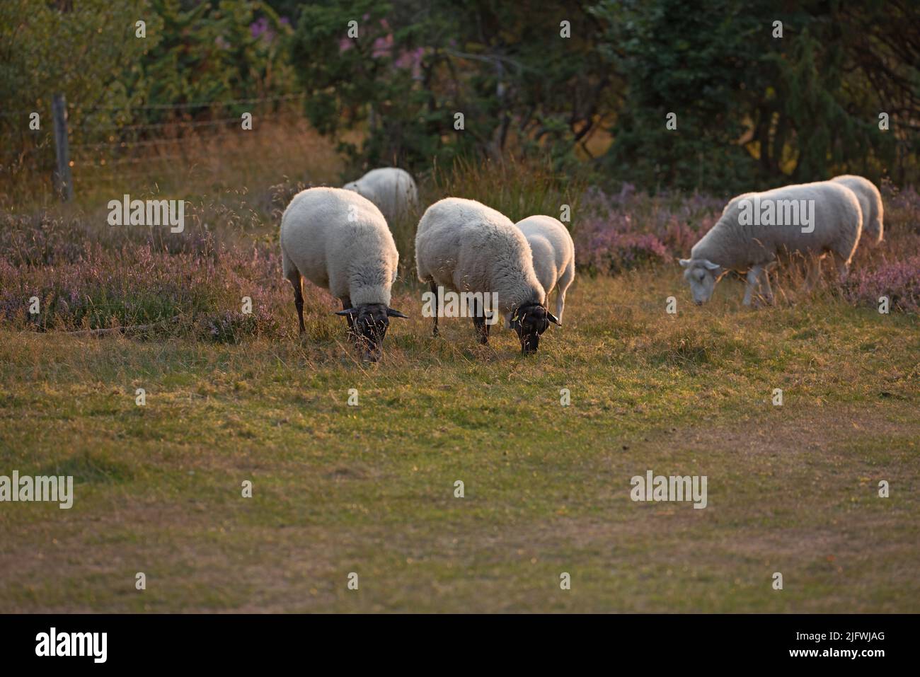 Moutons broutant dans un pré de bruyère pendant le coucher du soleil dans le parc national de Rebild, Danemark. Un troupeau d'agneaux laineux marchant et mangeant de l'herbe sur un champ de fleurs Banque D'Images