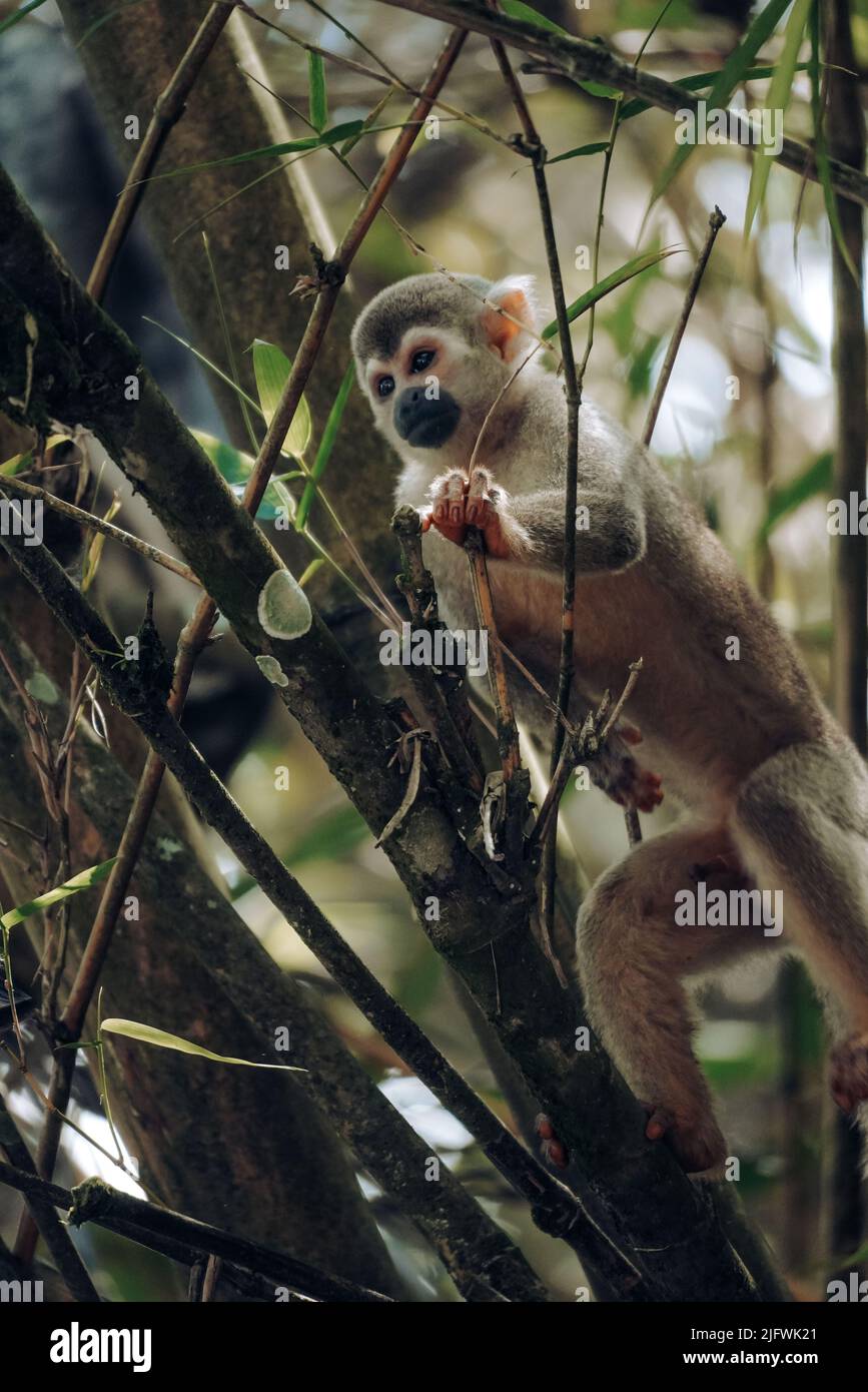 Un cliché vertical d'un singe d'écureuil de Humboldt sur un arbre en Colombie Banque D'Images