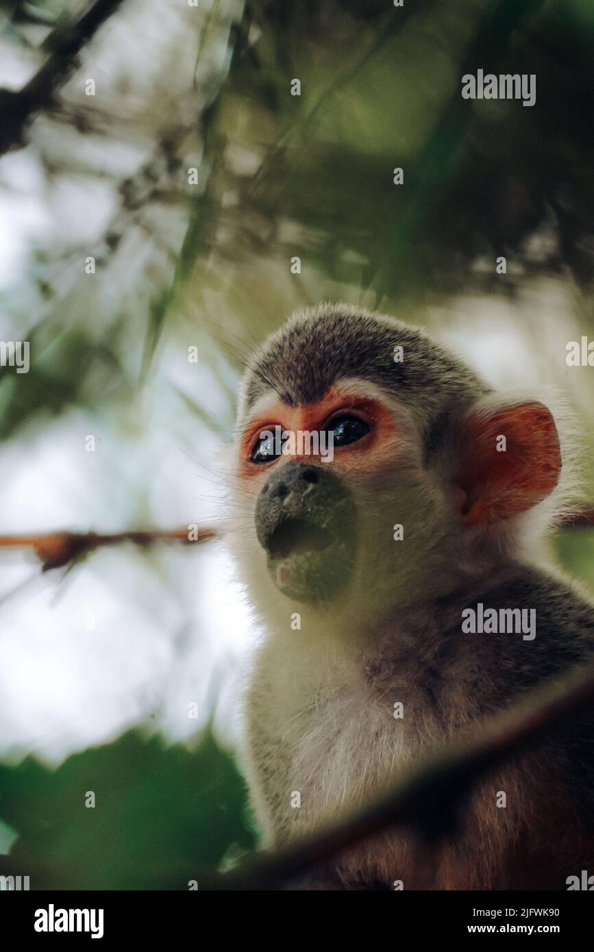 Un portrait vertical d'un singe écureuil de Humboldt Banque D'Images