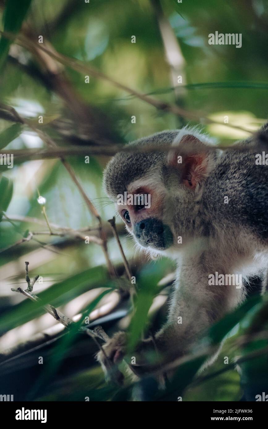 Un portrait vertical d'un singe écureuil de Humboldt Banque D'Images