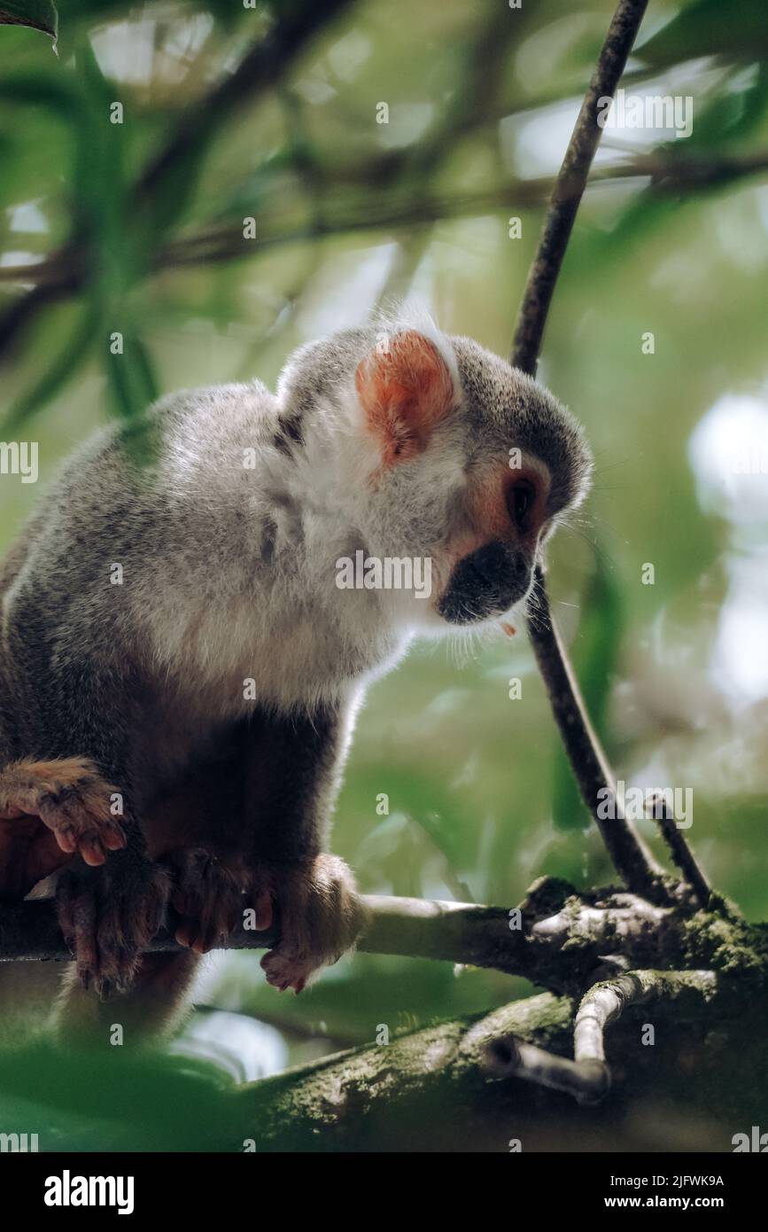 Un cliché vertical d'un singe d'écureuil de Humboldt sur un arbre Banque D'Images