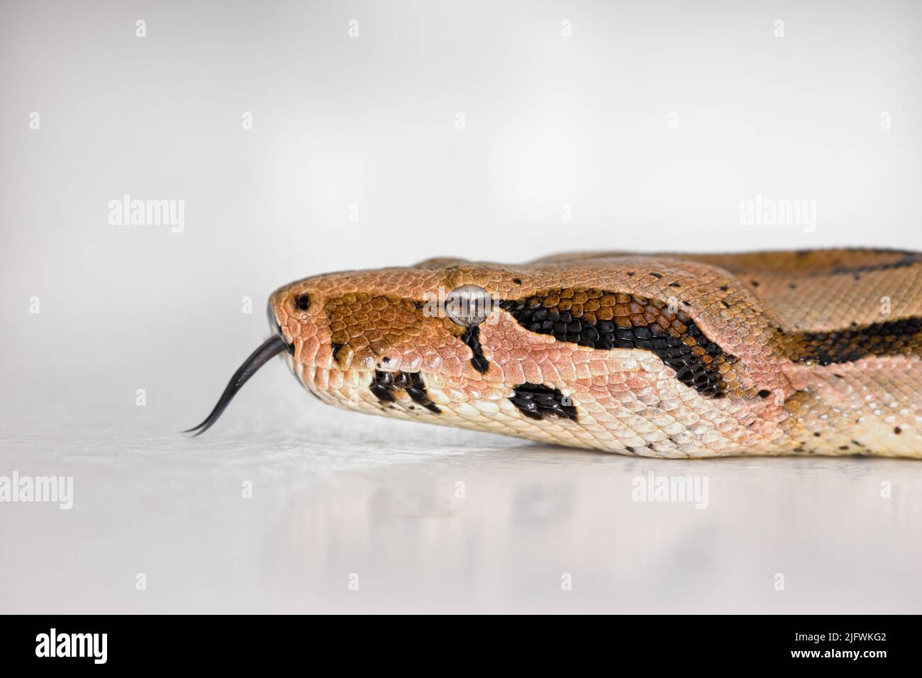 Gros plan d'un serpent de Boa face isolée sur blanc contre un arrière-plan lumineux de studio copyspace. Tête d'un serpent glissant gardé comme un animal avec l'espace de copie Banque D'Images