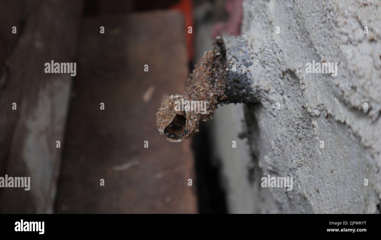 Une entrée de nid d'abeille sans piqûre située sur un tube en PVC sur le mur de ciment Banque D'Images