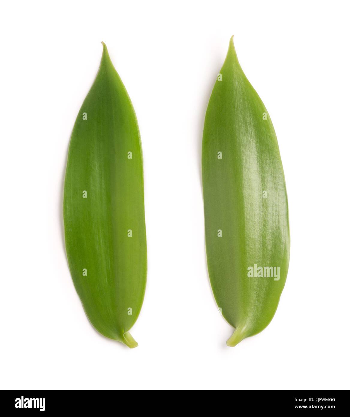 feuilles d'orchidée vanille plante à fleurs, également connue sous le nom de vanille à feuilles plates, plante à partir de laquelle l'épice de vanille est obtenu ou dérivé, collection Banque D'Images