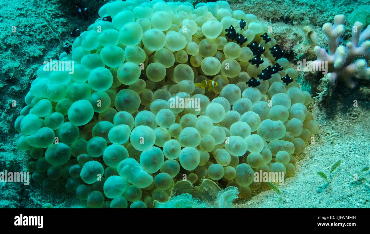 Le poisson-clownfish et l'école de poisson de Damsel nachent sur Bubble Anemone. Poissons de mer Rouge (Amphiprion bicinctus) et Domino Damsel (Dascyllus trima Banque D'Images