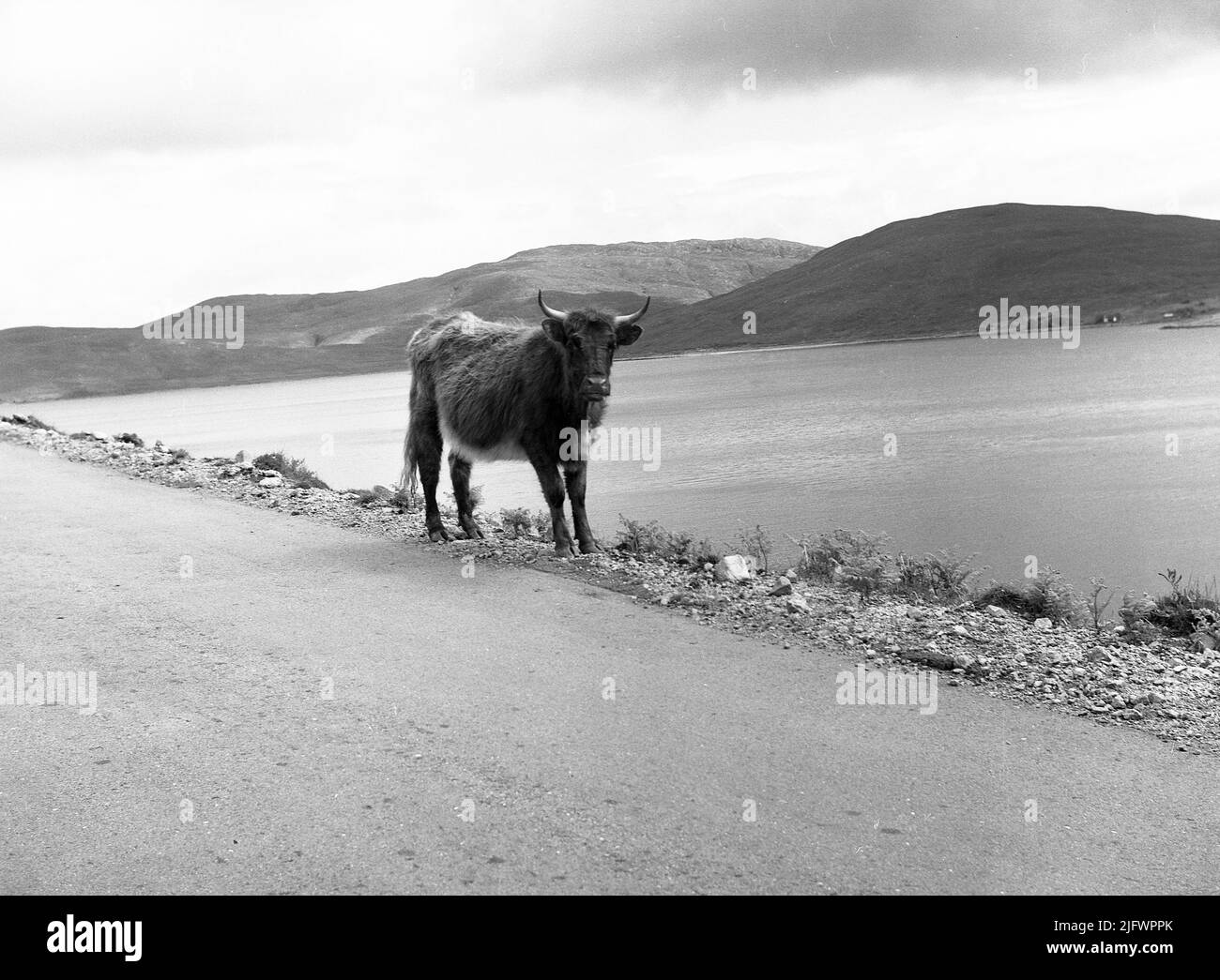1956, historique, un cheptel de montagne sur le côté d'une route à côté d'un loch, Highland, Écosse, Royaume-Uni. Dans de nombreuses régions des montagnes écossaises, la vache des montagnes peut être vue librement en itinérance. Banque D'Images