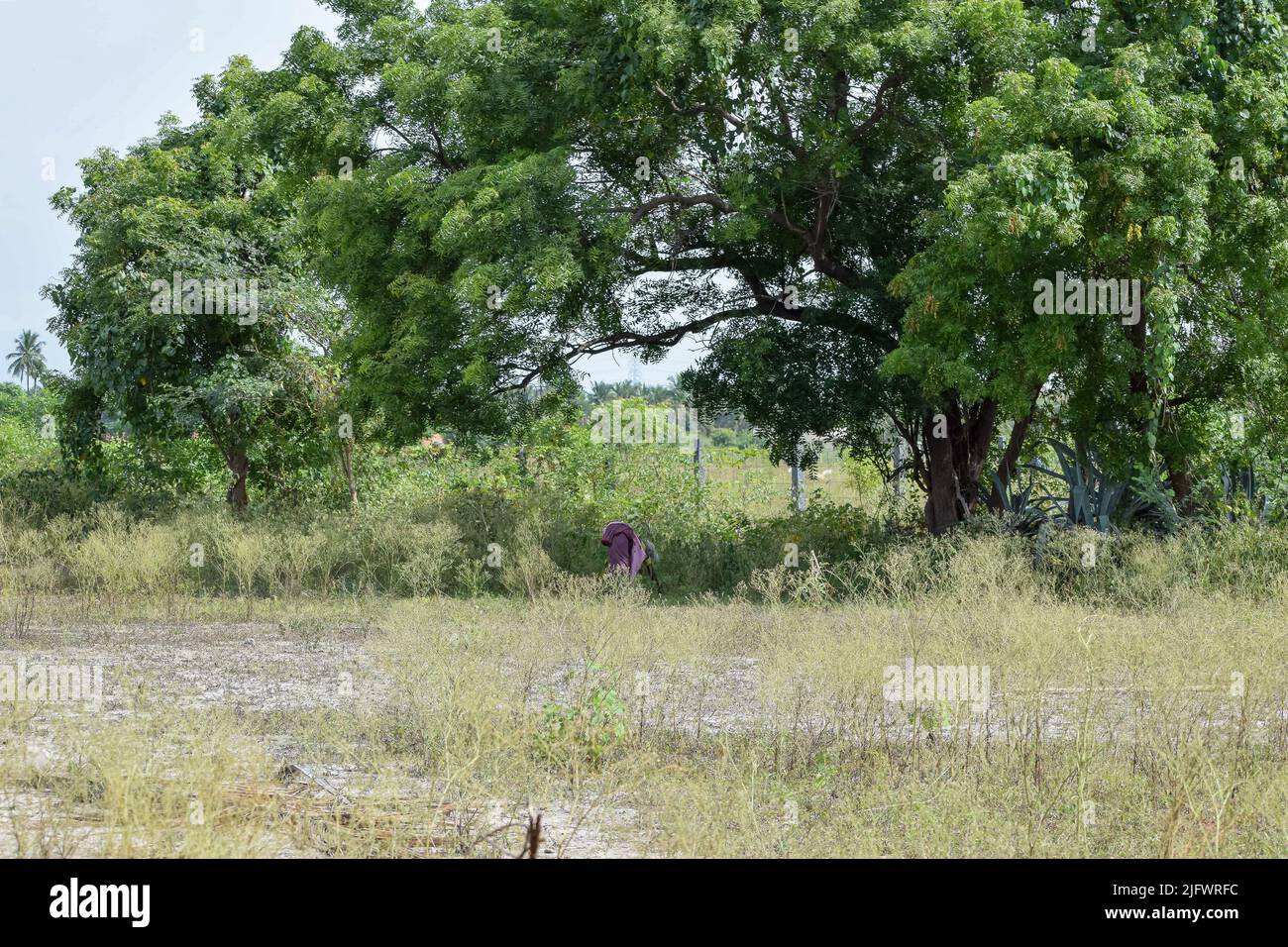 Une vieille femme collectant des herbes à utiliser comme herbes Banque D'Images