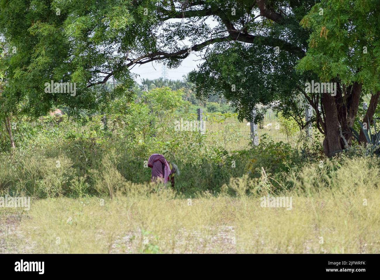 Une vieille femme collectant des herbes à utiliser comme herbes Banque D'Images