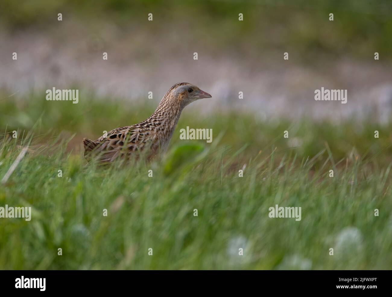 Un crache de maïs solitaire et rare (Crex crex) crache de maïs ou rail terrestre en profil en herbe longue sur l'île de North Uist, Hébrides extérieures, Écosse Banque D'Images
