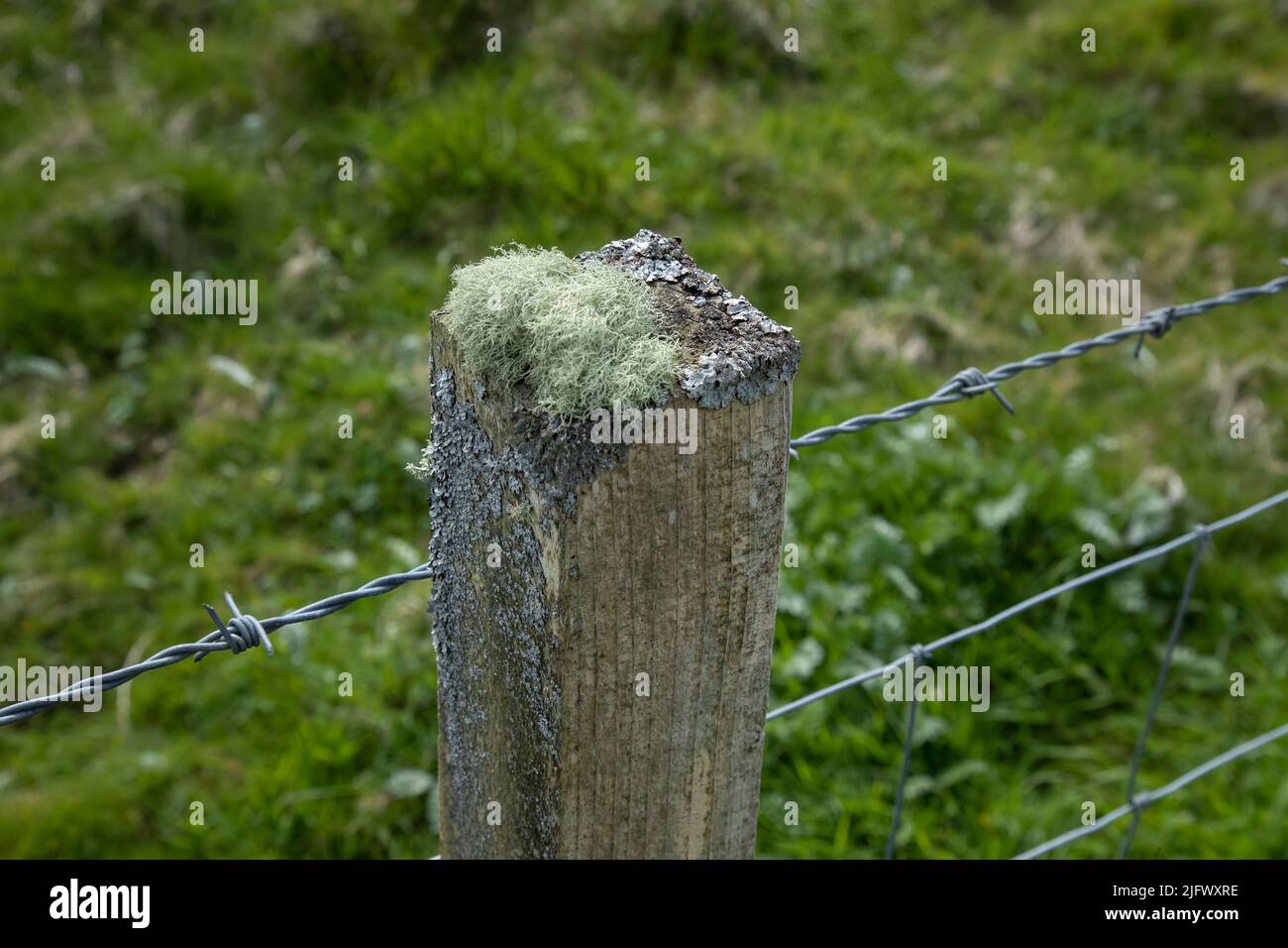 Un seul poste de clôture en bois montrant des signes de lichen poussant sur le dessus et les côtés Banque D'Images