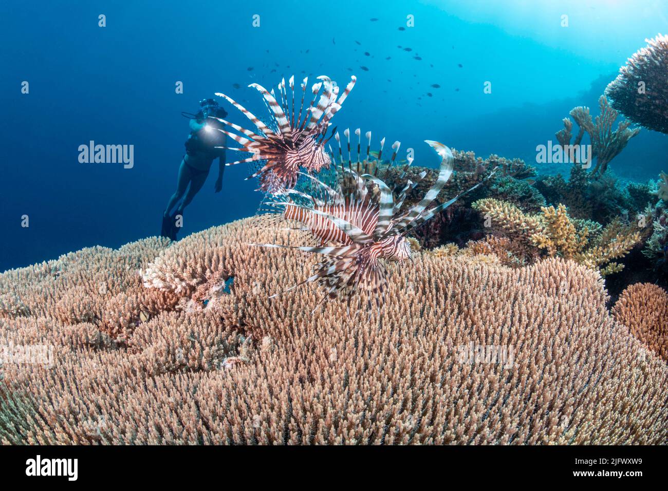 Une paire de poissons lionfish, Pterois volitans, sur un récif de corail dur et un plongeur (MR), Philippines. Banque D'Images