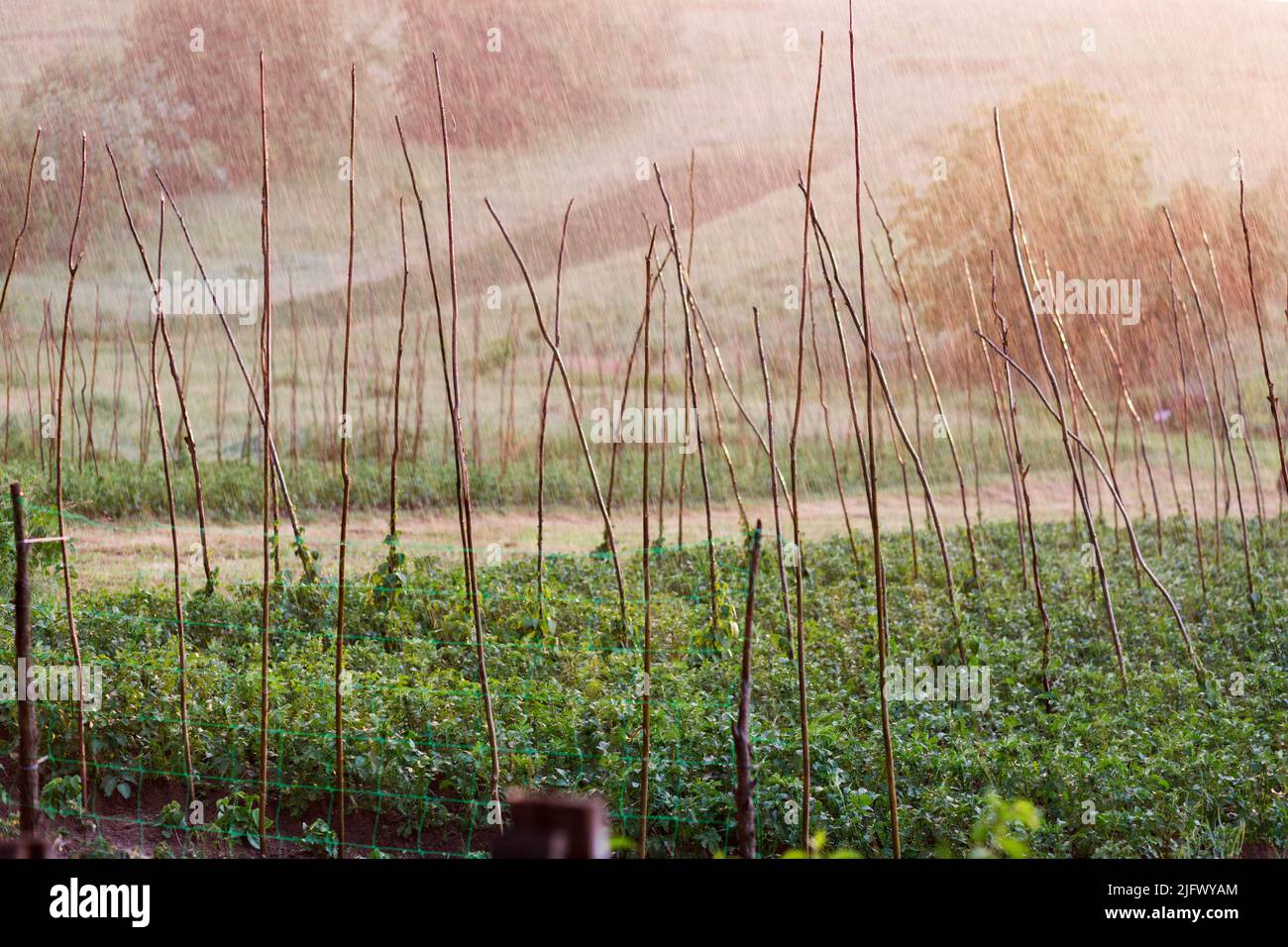 Jardin de campagne avec des plants de pommes de terre et des haricots grimpants sur les longs poteaux sous la pluie Banque D'Images