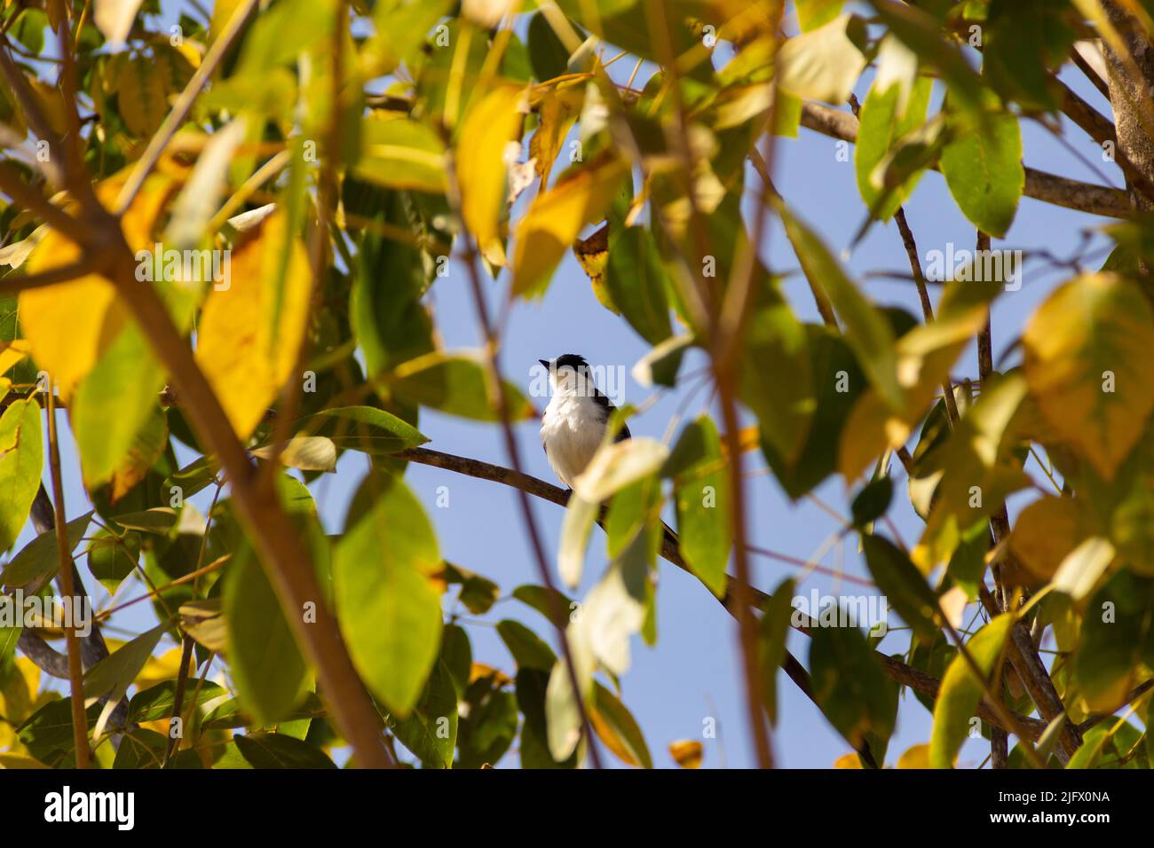 Goiania, Goiás, Brésil – 15 août 2021 : oiseau sur une branche d'arbre. 'Tesourinha' un oiseau commun dans la région du Brésil. Tyrannus savana. Banque D'Images