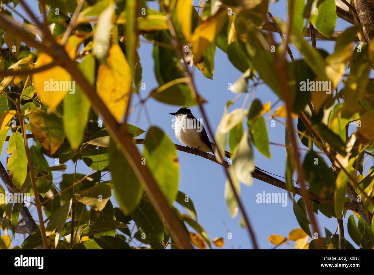 Goiania, Goiás, Brésil – 15 août 2021 : oiseau sur une branche d'arbre. 'Tesourinha' un oiseau commun dans la région du Brésil. Tyrannus savana. Banque D'Images