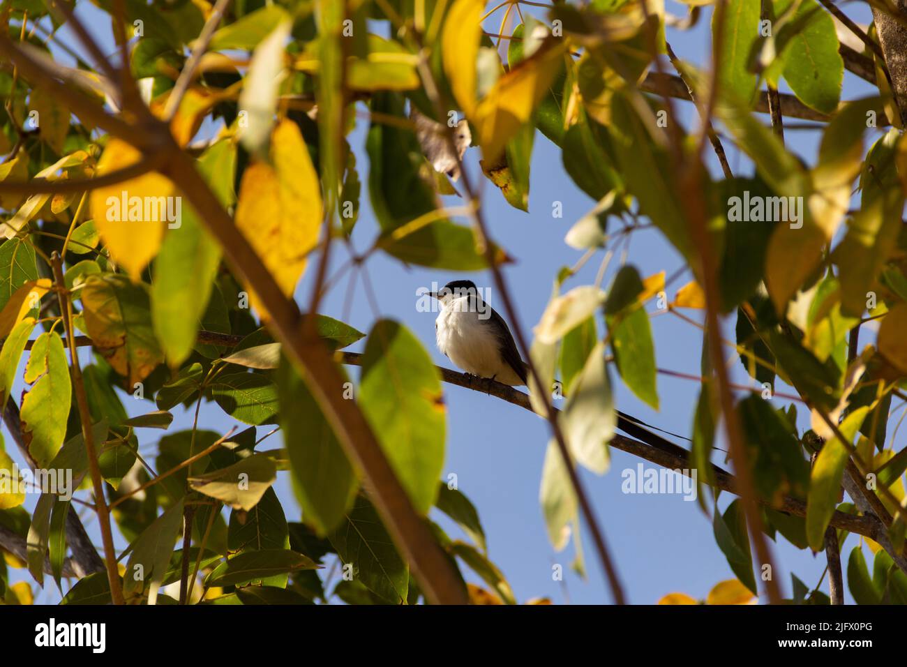 Goiania, Goiás, Brésil – 15 août 2021 : oiseau sur une branche d'arbre. 'Tesourinha' un oiseau commun dans la région du Brésil. Tyrannus savana. Banque D'Images