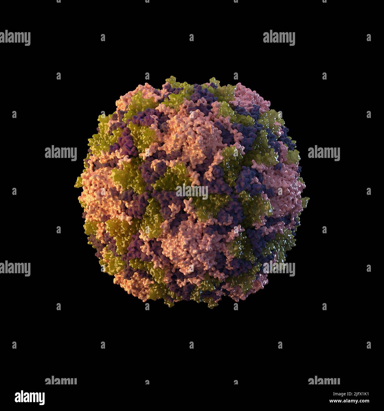 Cette illustration fournit une représentation graphique en 3 dimensions (3D) d'une particule de poliovirus à l'icosaédrique, étroitement emballée, composée chacune de 60 copies de polypeptides de capside, désignés comme VP1 (viral protein1) (rose), VP2 (vert), VP3 (violet) et VP4 (non illustré). La particule est composée d'unités de quatre polypeptides de capside qui interagissent en groupes de cinq, ce qui donne une particule virale qui a une symétrie 5 fois (pentamère) et 12 fois. Une version optimisée et améliorée d'une image produite par les Centers for Disease Control and Prevention des États-Unis / Credit CDC /S.Poser; M.BoyterNewlove Banque D'Images