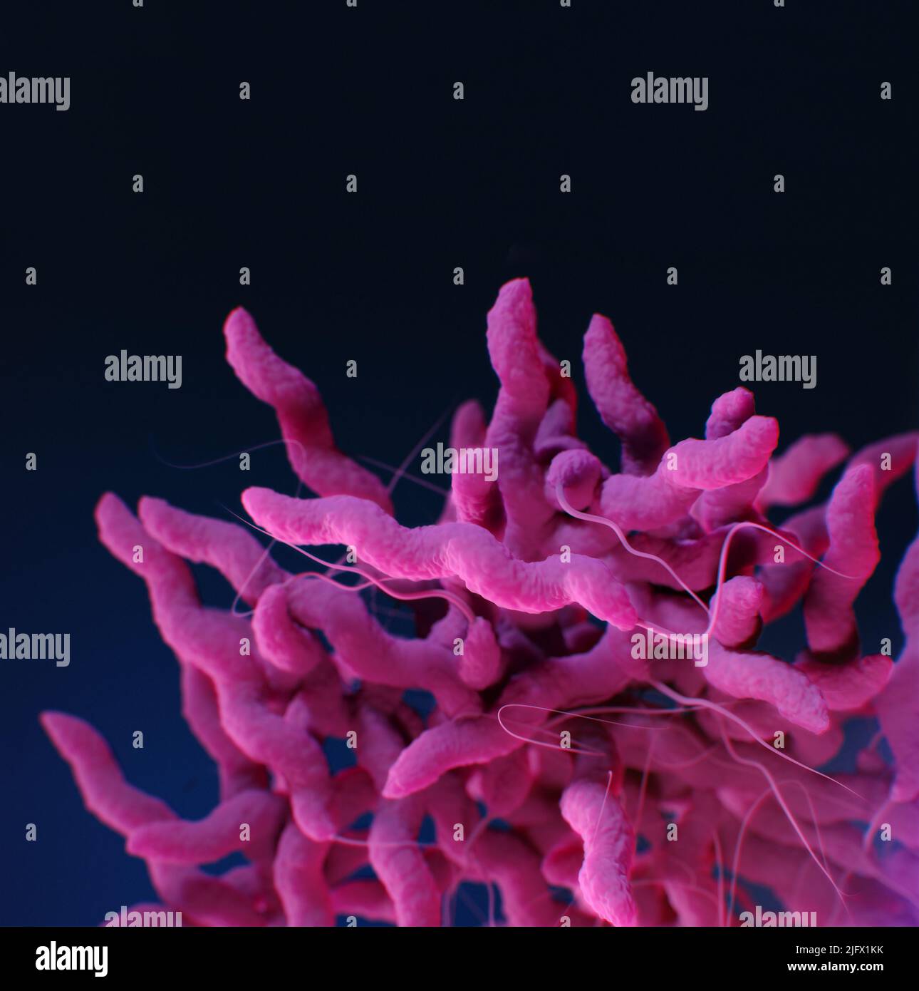Il s'agit d'une illustration médicale des bactéries Campylobacter sp. Résistantes aux médicaments, présentée dans la publication des Centers for Disease Control and Prevention (CDC) intitulée, Antibiotic Resistance Threats in the United States, 2019 (AR Threats Report). Une version optimisée et améliorée d'une image produite par les Centers for Disease Control and Prevention des États-Unis / Credit CDC / A.Eckert Banque D'Images
