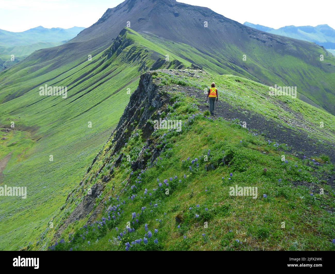 Le mont Akutan, officiellement le pic Akutan, est un stratovolcan des îles Aléoutiennes d'Alaska. Travail sur le terrain. Il arrive parfois que le travail sur le terrain de l'USGS amène les employés à se rendre à des endroits exceptionnels Dans ce cas particulier, ce géologue USGS effectuait des travaux sur le terrain au volcan Akutan et on le voit ici marcher le long d'une crête juste au sud d'Akutan, avec l'évent Cascade Bight visible en arrière-plan. Crédit photo: AVO/USGS Banque D'Images