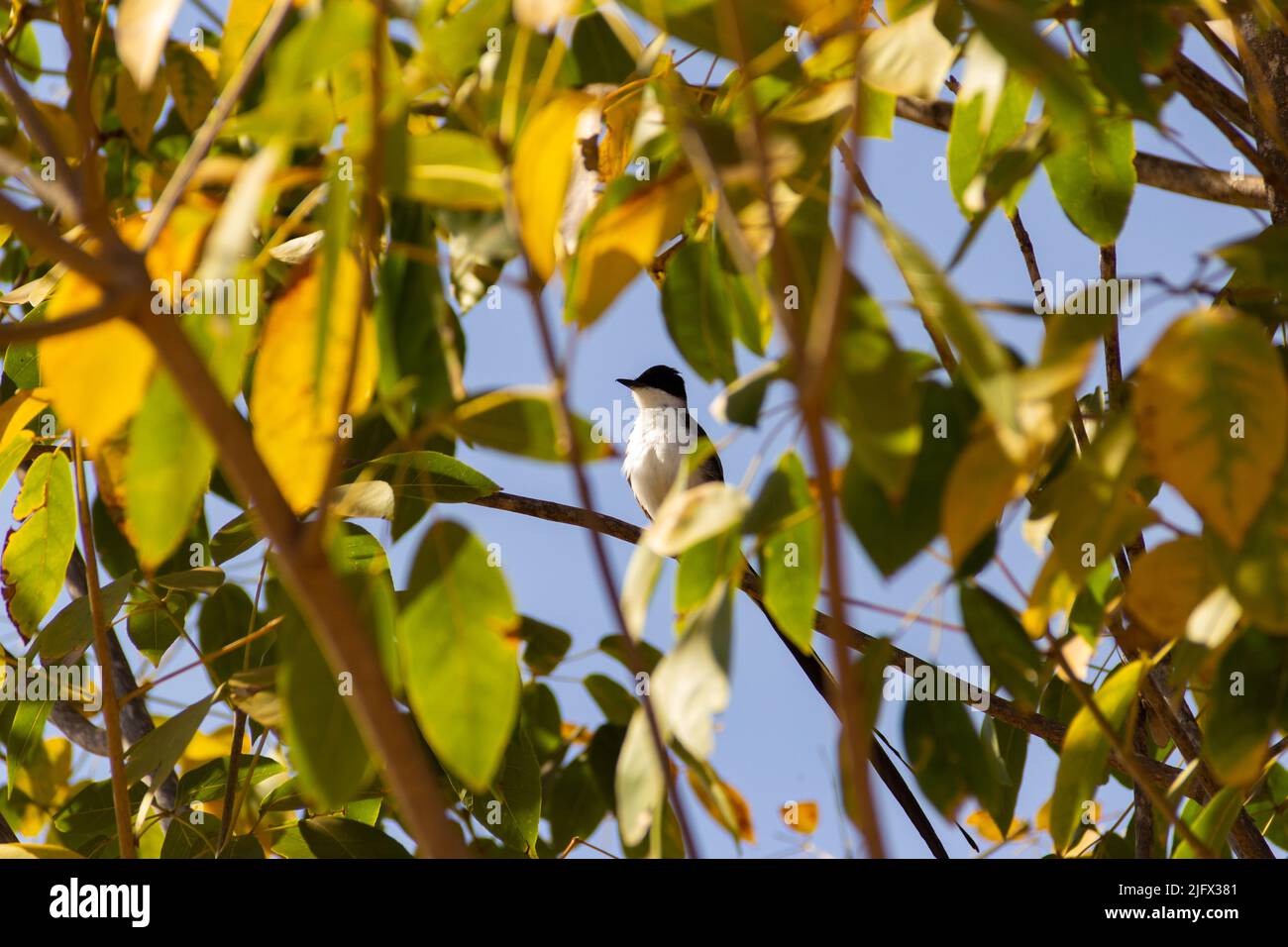 Goiania, Goiás, Brésil – 15 août 2021 : oiseau sur une branche d'arbre. 'Tesourinha' un oiseau commun dans la région du Brésil. Tyrannus savana. Banque D'Images