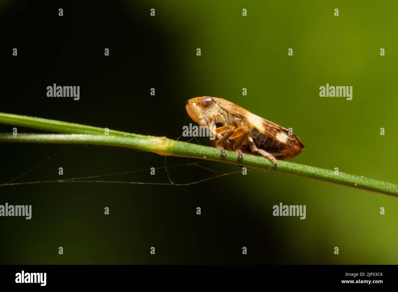 Anoscopus albifrons, qui est un type de trémie de la famille des Cicatellidae, perche sur une tige d'herbe. Banque D'Images