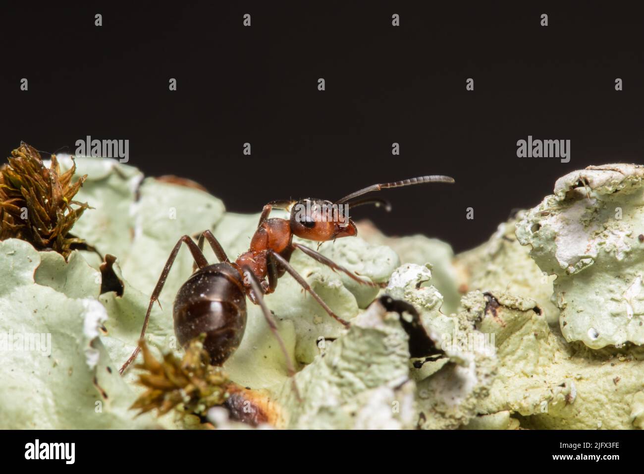 Formica rufa, également connu sous le nom de fourn de bois rouge, fourn de bois sud, ou fourn de cheval. Banque D'Images