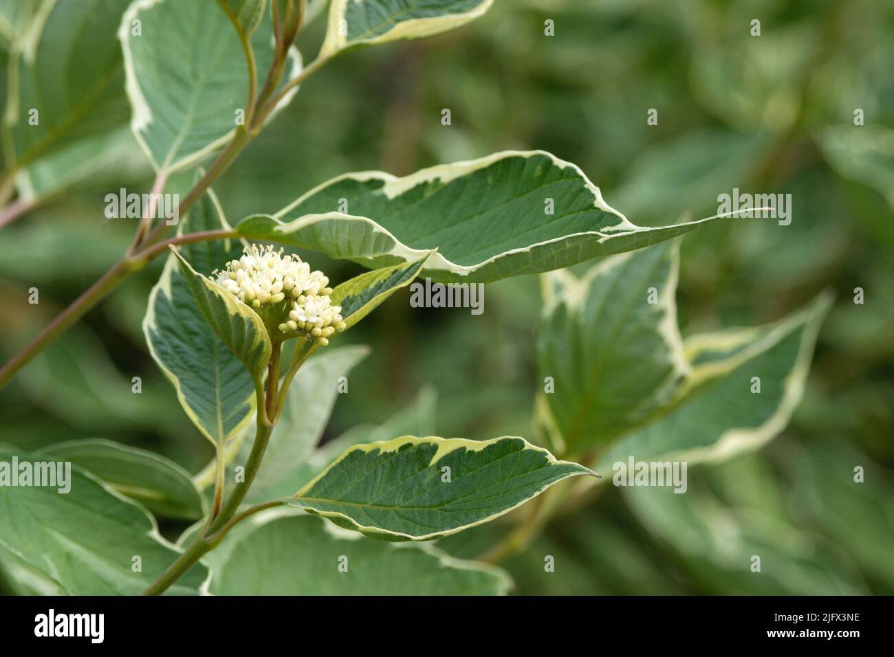 Petites fleurs blanches de Cornus alba elegantissima. Une belle plante ornementale. Jardinage et aménagement paysager. Banque D'Images