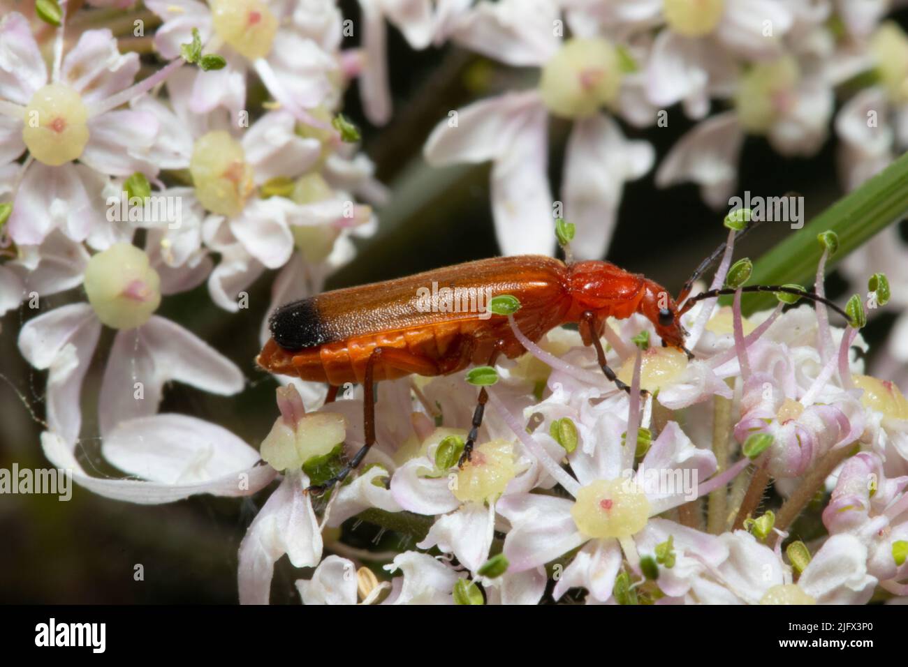 Un coléoptère commun de soldat rouge, Rhagonycha fulva, se nourrissant d'une fleur. Également connu sous le nom de coléoptère du sang et de coléoptère du coléoptère. Banque D'Images