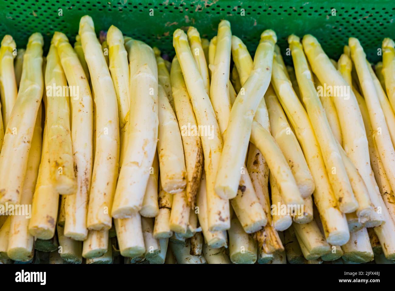 Asperges blanches, une icône de l'agriculture de la Ribera. Les asperges blanches sont récoltées lorsqu'elles ne sont que des pousses et n'ont pas encore atteint la surface. Le Banque D'Images