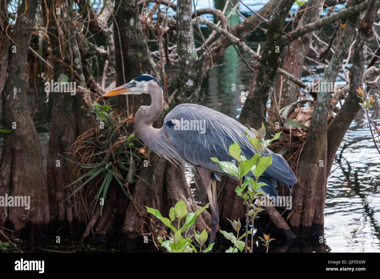 Grand héron dans la nature Banque D'Images