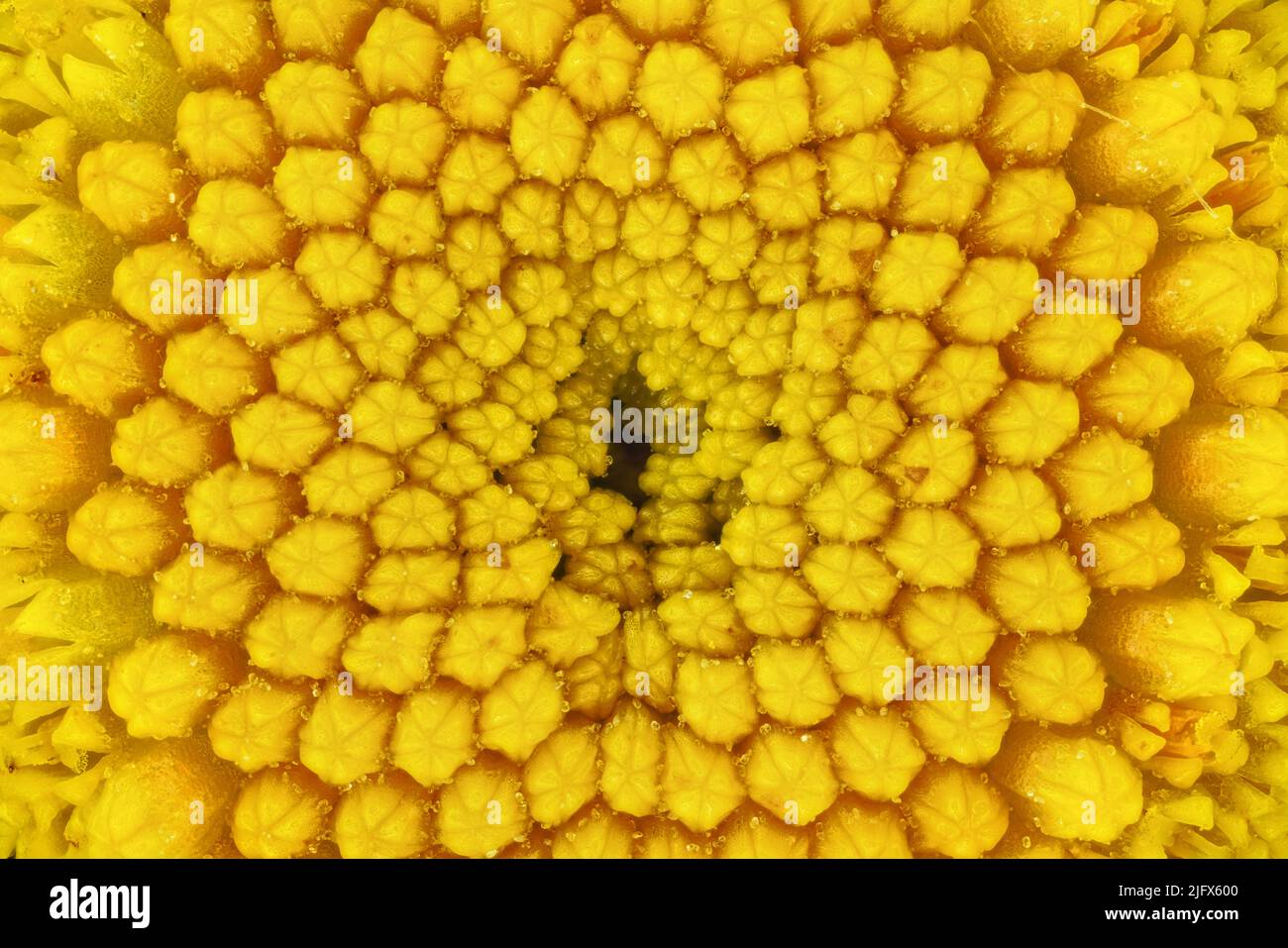Tansy jaune - Tanaceum vulgare - fleur sous microscope, largeur de l'image 8mm Banque D'Images