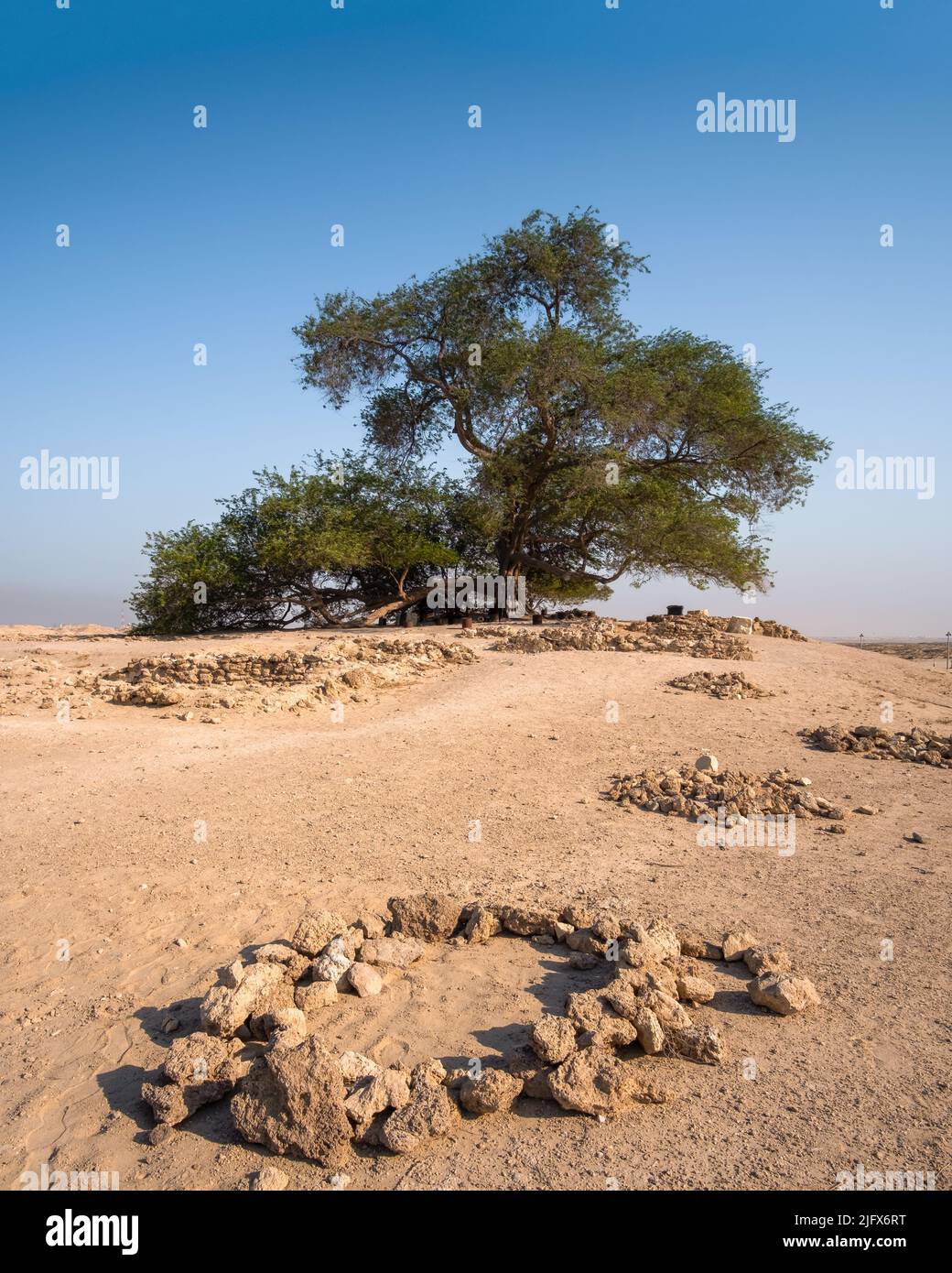 Arbre de vie, Bahreïn avec des marques de pierre au premier plan Banque D'Images