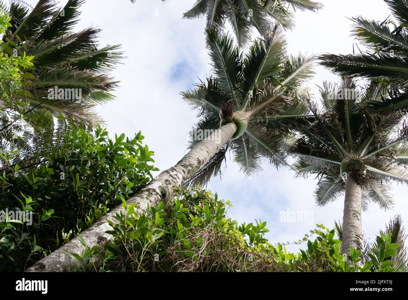 Point de vue bas regardant les troncs de palmiers nikau. Banque D'Images