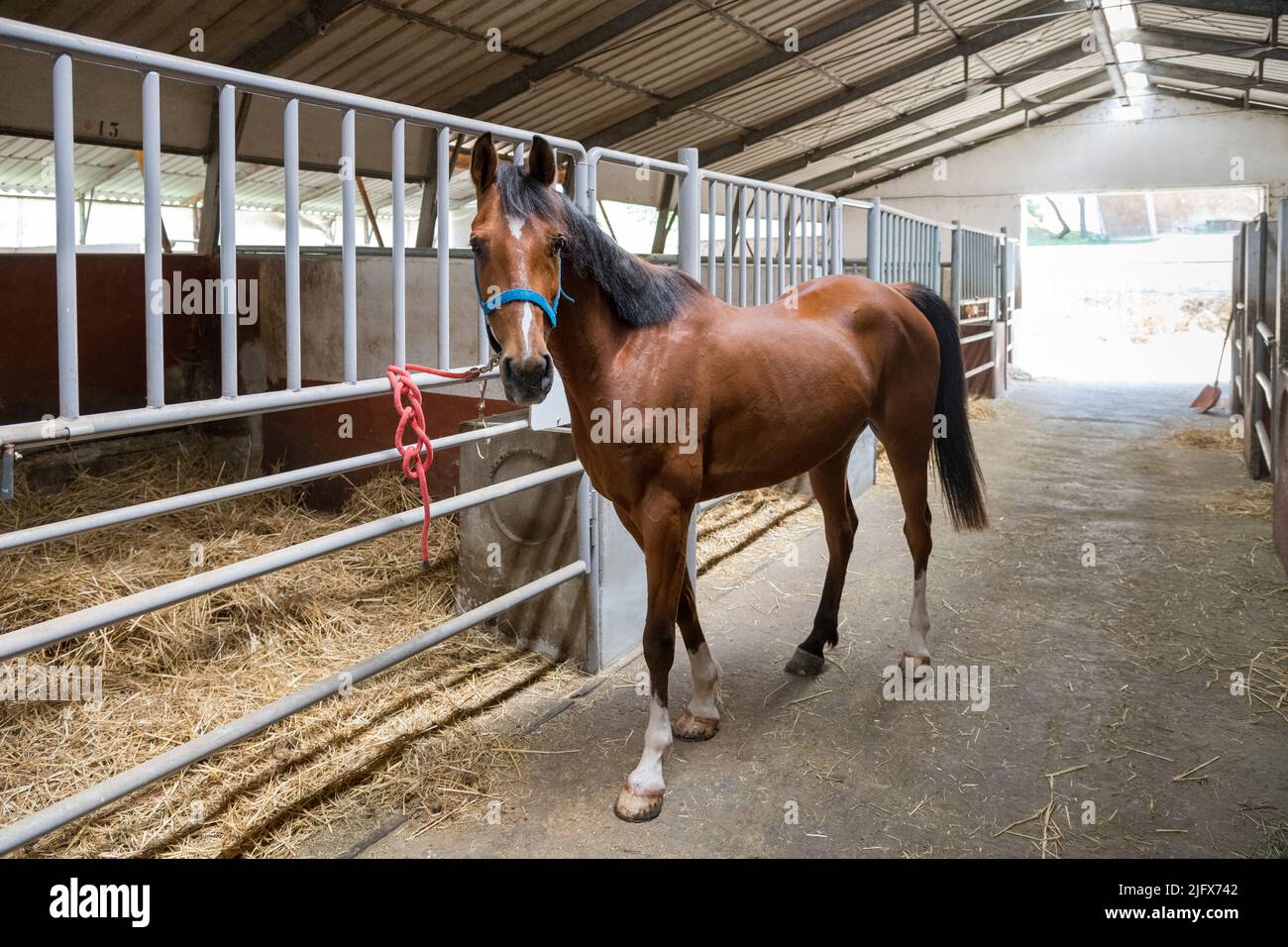 Cheval de baie obéissant attaché à la barrière métallique regardant la caméra dans le soleil stable le jour ensoleillé sur la ferme Banque D'Images
