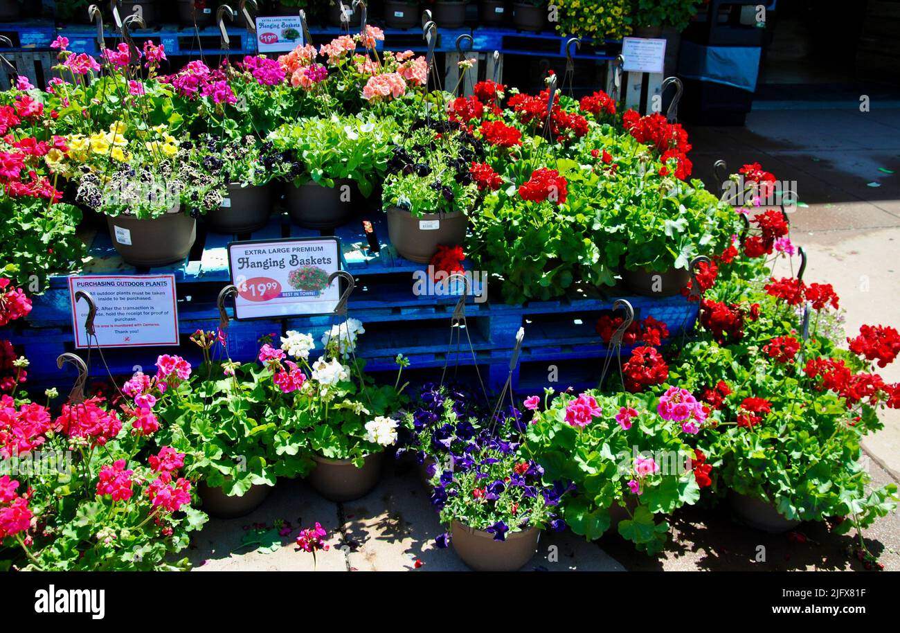 Paniers à fleurs à vendre sur le marché de Lucky à Lakewood, Ohio, en mai 2022 Banque D'Images