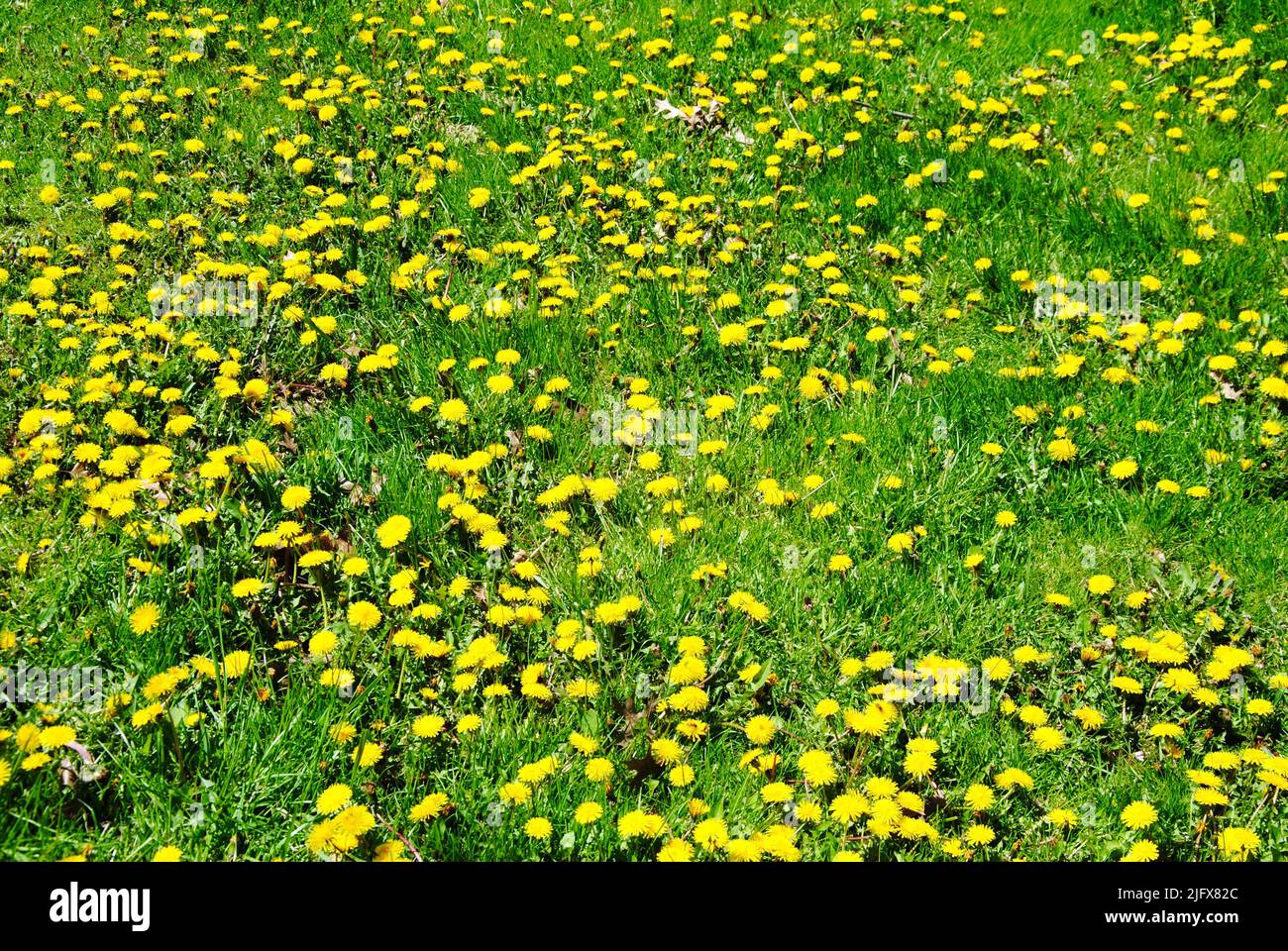 Champ de pissenlits dans le nord-est de l'Ohio en mai 2022 Banque D'Images