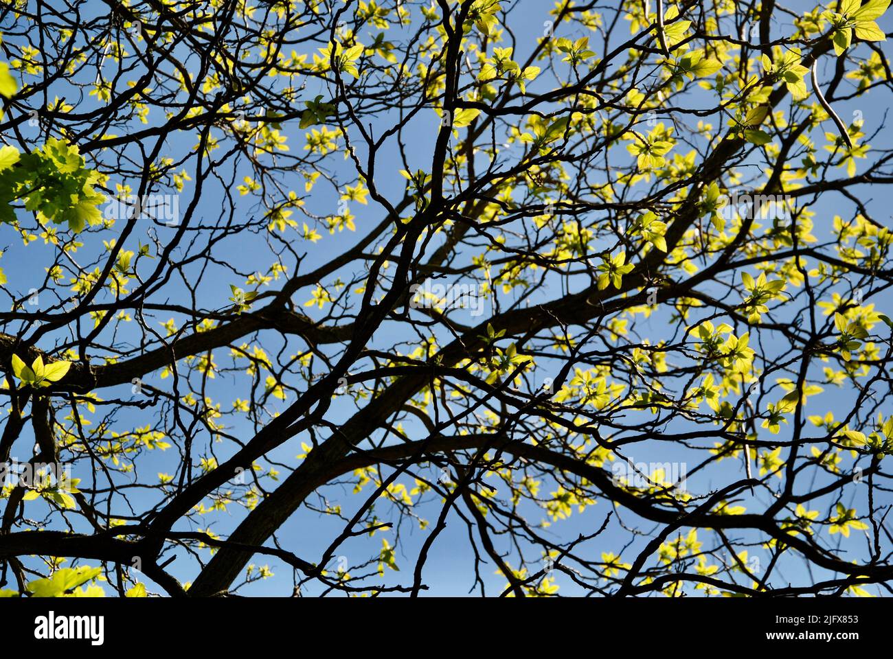 Le premier printemps vert clair laisse dans les arbres à Lakewood, Ohio, en mai 2022 Banque D'Images