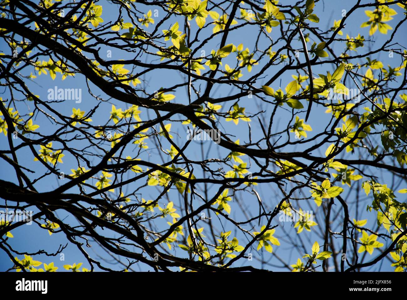 Le premier printemps vert clair laisse dans les arbres à Lakewood, Ohio, en mai 2022 Banque D'Images