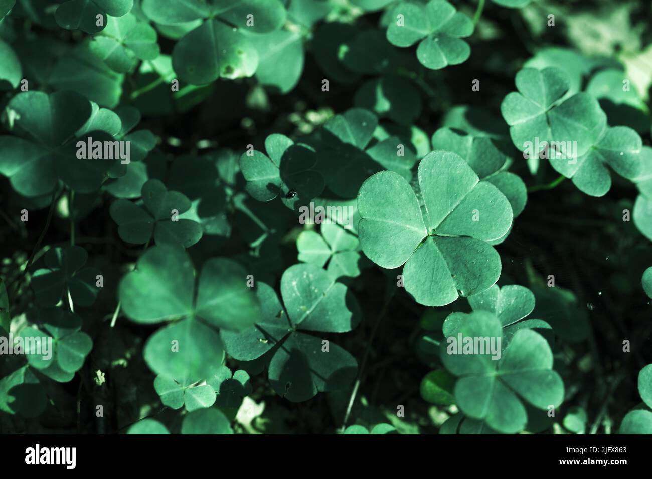 Feuilles vertes de Wild Oxalis, photo en gros plan prise dans la forêt européenne, fond naturel Banque D'Images