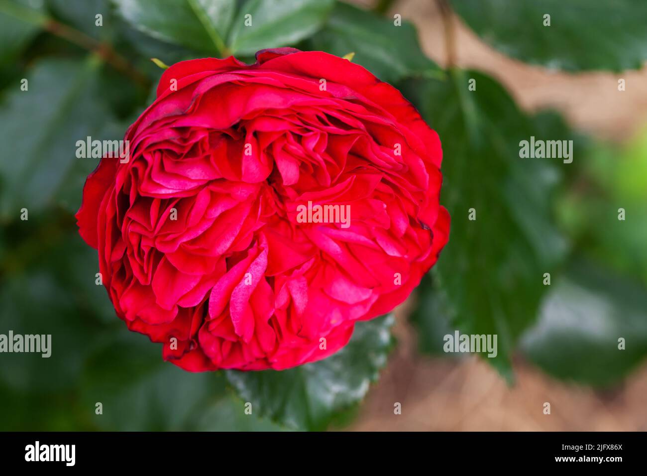 La fleur de rose écarlate pousse dans un jardin, photo macro avec sélectif avec une mise au point douce Banque D'Images La fleur de rose écarlate pousse dans un jardin, photo macro avec sélectif avec une mise au point douce Banque D'Images