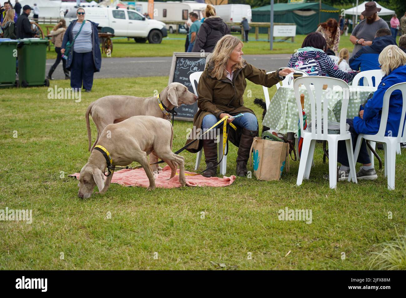 Exeter, Royaume-Uni - juillet 2022: Blanc de race moyenne d'âge caucasienne avec des chiens adultes Weimaraner Banque D'Images
